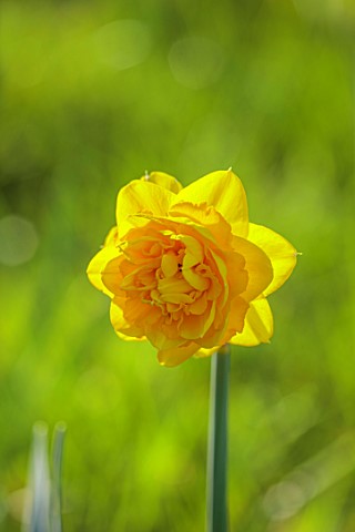 HEVER_CASTLE_KENT_YELLOW_ORANGE_FLOWERS_BLOOMS_OF_DAFFODIL_NARCISSUS_HEAMOOR_BULBS