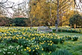 LOWER BOWDEN FARM, BERKSHIRE: DAFFODILS, NARCISSUS IN MEADOW, SPRING, APRIL, SUNRISE, MORNING, ENGLISH, COUNTRY, GARDEN, WOODEN BENCH, SEATY, GARDEN