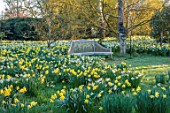 LOWER BOWDEN FARM, BERKSHIRE: DAFFODILS, NARCISSUS IN MEADOW, SPRING, APRIL, SUNRISE, MORNING, ENGLISH, COUNTRY, GARDEN, WOODEN BENCH, SEAT