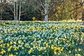 LOWER BOWDEN FARM, BERKSHIRE: DAFFODILS, NARCISSUS IN MEADOW, SPRING, APRIL, SUNRISE, MORNING, ENGLISH, COUNTRY, GARDEN