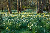 LOWER BOWDEN FARM, BERKSHIRE: DAFFODILS, NARCISSUS IN MEADOW, SPRING, APRIL, SUNRISE, MORNING, ENGLISH, COUNTRY, GARDEN