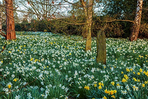 LOWER_BOWDEN_FARM_BERKSHIRE_DAFFODILS_NARCISSUS_IN_MEADOW_SPRING_APRIL_SUNRISE_MORNING_ENGLISH_COUNT