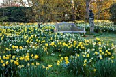 LOWER BOWDEN FARM, BERKSHIRE: DAFFODILS, NARCISSUS IN MEADOW, SPRING, APRIL, SUNRISE, MORNING, ENGLISH, COUNTRY, GARDEN, WOODEN BENCH, SEAT