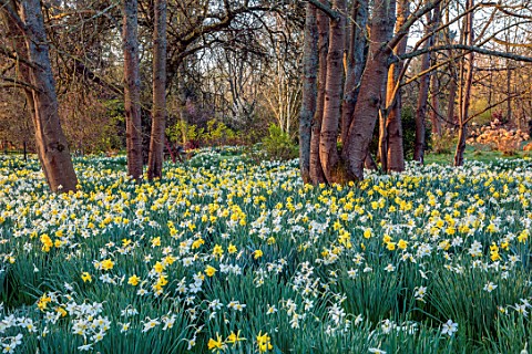 LOWER_BOWDEN_FARM_BERKSHIRE_DAFFODILS_NARCISSUS_IN_MEADOW_SPRING_APRIL_SUNRISE_MORNING_ENGLISH_COUNT