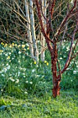 LOWER BOWDEN FARM, BERKSHIRE: DAFFODILS, NARCISSUS IN MEADOW, SPRING, APRIL, SUNRISE, MORNING, ENGLISH, COUNTRY, GARDEN, ACER GRISEUM, TREES