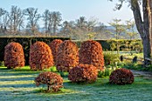 LOWER BOWDEN FARM, BERKSHIRE: DAFFODILS, SPRING, APRIL, SUNRISE, MORNING, ENGLISH, COUNTRY, GARDEN, CLIPPED TOPIARY BEECH, NARCISSUS