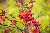 LOWER BOWDEN FARM, BERKSHIRE: SPRING, APRIL, CLOSE UP OF RED FLOWERS OF FLOWERING QUINCE, CHAENOMELES JAPONICA SARGENTII