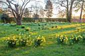MORTON HALL, WORCESTERSHIRE: DAFFODILS IN MEADOW, PARKLAND, SPRING, BULBS, NARCISSUS, TREES, MORNING LIGHT, SUNRISE