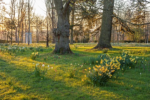MORTON_HALL_WORCESTERSHIRE_DAFFODILS_IN_MEADOW_PARKLAND_SPRING_BULBS_NARCISSUS_TREES_MORNING_LIGHT_S