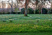 MORTON HALL, WORCESTERSHIRE: DAFFODILS, SNAKES HEAD FRITILLARY, FRITILLARIA MELEAGRIS IN MEADOW, PARKLAND, SPRING, BULBS, NARCISSUS, TREES, MORNING LIGHT, SUNRISE