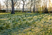 MORTON HALL, WORCESTERSHIRE: PARKLAND, MEADOW, SPRING, APRIL, DAFFODILS, NARCISSUS, TREES