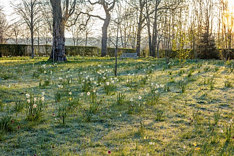MORTON_HALL_WORCESTERSHIRE_PARKLAND_MEADOW_SPRING_APRIL_DAFFODILS_NARCISSUS_TREES