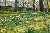 MORTON HALL, WORCESTERSHIRE: PARKLAND, MEADOW, SPRING, APRIL, DAFFODILS, NARCISSUS, TREES, WOODEN BENCH, SEAT