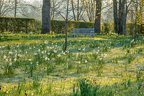 MORTON_HALL_WORCESTERSHIRE_PARKLAND_MEADOW_SPRING_APRIL_DAFFODILS_NARCISSUS_TREES_WOODEN_BENCH_SEAT