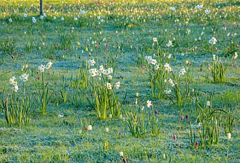 MORTON_HALL_WORCESTERSHIRE_PARKLAND_MEADOW_SPRING_APRIL_DAFFODILS_NARCISSUS