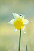 MORTON HALL GARDENS, WORCESTERSHIRE: YELLOW FLOWERS OF DAFFODIL, NARCISSUS, APRIL, SPRING, BULBS, MEADOWS