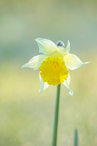 MORTON_HALL_GARDENS_WORCESTERSHIRE_YELLOW_FLOWERS_OF_DAFFODIL_NARCISSUS_APRIL_SPRING_BULBS_MEADOWS