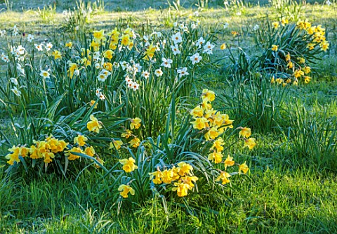 MORTON_HALL_GARDENS_WORCESTERSHIRE_YELLOW_AND_WHITE_FLOWERS_OF_NARCISSUS_DAFFODILS_APRIL_SPRING_BULB