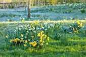 MORTON HALL GARDENS, WORCESTERSHIRE: YELLOW AND WHITE FLOWERS OF NARCISSUS, DAFFODILS, APRIL, SPRING, BULBS, MEADOWS, LAWN, GRASS