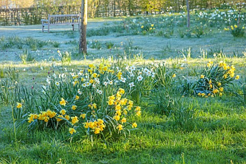 MORTON_HALL_GARDENS_WORCESTERSHIRE_YELLOW_AND_WHITE_FLOWERS_OF_NARCISSUS_DAFFODILS_APRIL_SPRING_BULB