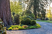 MORTON HALL, WORCESTERSHIRE: GRAVEL DRIVE, LAWN, BORDER, TRUNK OF GIANT REDWOOD, SPRING, APRIL, CLIPPED TOPIARY BOX BALLS