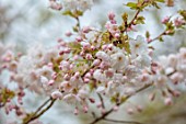 THENFORD ARBORETUM, OXFORDSHIRE: CLOSE UP PORTRAIT OF PINK, WHITE, CREAM FLOWERS OF SHIRAKINU, BLOSSOMS, FLOWERING, SPRING, APRIL, TREES