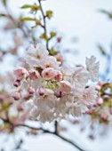 THENFORD ARBORETUM, OXFORDSHIRE: CLOSE UP PORTRAIT OF PINK, WHITE, CREAM FLOWERS OF SHIRAKINU, BLOSSOMS, FLOWERING, SPRING, APRIL, TREES