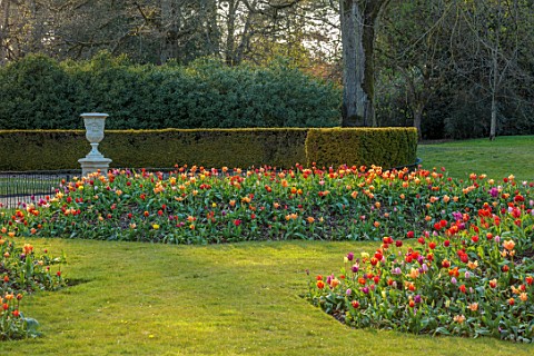 WADDESDON_MANOR_BUCKINGHAMSHIRE_STATUE_SCULPTURE_TULIPS_MOUND_SPRING_APRIL_HEDGES_HEDGING_LAWN