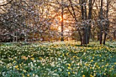 LOWER BOWDEN FARM, BERKSHIRE: DAFFODILS IN ORCHARD, SUNRISE, NARCISSUS, CHERRY BLOSSOM, DAWN, MEADOW, NATURALISED, YELLOW, WHITE, FLOWERS, BLOOMS, BLOOMING, FLOWERING