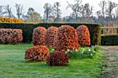LOWER BOWDEN MANOR, BERKSHIRE: SPRING, APRIL, SUNRISE, MORNING, ENGLISH, COUNTRY, GARDEN - LAWN, CLIPPED BEECH TOPIARY, HEDGES, HEDGING