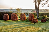 LOWER BOWDEN MANOR, BERKSHIRE: SPRING, APRIL, SUNRISE, MORNING, MAIN LAWN, BEECH DRUMS, CONES