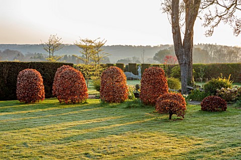 LOWER_BOWDEN_MANOR_BERKSHIRE_SPRING_APRIL_SUNRISE_MORNING_MAIN_LAWN_BEECH_DRUMS_CONES