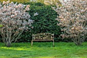 LOWER BOWDEN MANOR, BERKSHIRE: SPRING, APRIL, LAWN, WHITE METAL SEAT, PAIR OF FLOWERING, BLOOMING, AMELANCHIER LAMARCKII, BLOSSOM, HEDGES