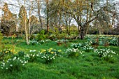 LOWER BOWDEN MANOR, BERKSHIRE: DAFFODILS IN ORCHARD, NARCISSUS, MEADOW, NATURALISED, YELLOW, WHITE, FLOWERS, BLOOMS, BLOOMING, FLOWERING