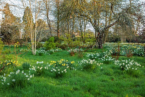 LOWER_BOWDEN_MANOR_BERKSHIRE_DAFFODILS_IN_ORCHARD_NARCISSUS_MEADOW_NATURALISED_YELLOW_WHITE_FLOWERS_