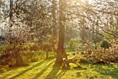 LOWER BOWDEN MANOR, BERKSHIRE: SPRING, APRIL, CHERRY BLOSSOM AND HYDRANGEAS IN THE MEADOW, ORCHARD, TREES