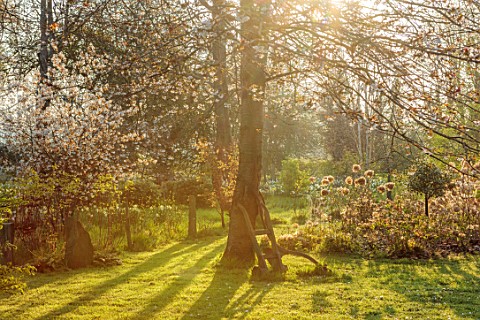 LOWER_BOWDEN_MANOR_BERKSHIRE_SPRING_APRIL_CHERRY_BLOSSOM_AND_HYDRANGEAS_IN_THE_MEADOW_ORCHARD_TREES