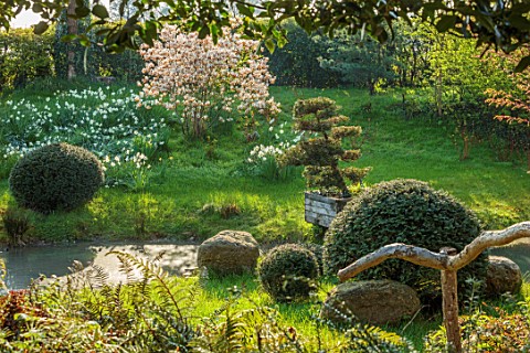 LOWER_BOWDEN_MANOR_BERKSHIRE_SPRING_APRIL_POND_POOL_YEW_BALLS_DAFFODILS_NARCISSUS_AMELANCHIER_LAMARC