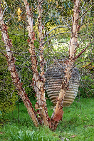 LOWER_BOWDEN_MANOR_BERKSHIRE_SPRING_APRIL_BETULA_NIGRA_BIRCHES_TERRACOTTA_CONTAINERS