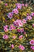 LOWER BOWDEN FARM, BERKSHIRE: APRIL, SPRING, PINK FLOWERS OF RHODODENDRON, BLOOMS, BLOSSOMS