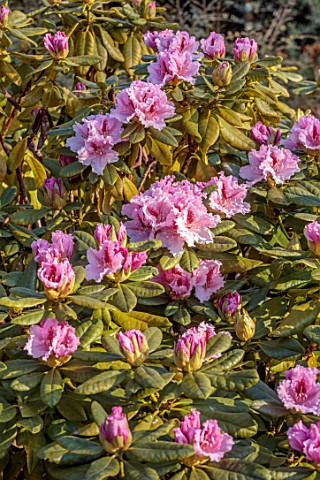 LOWER_BOWDEN_FARM_BERKSHIRE_APRIL_SPRING_PINK_FLOWERS_OF_RHODODENDRON_BLOOMS_BLOSSOMS